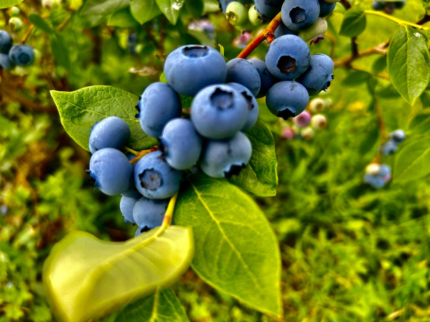 Codiac Organics 2